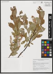 Foto von Salix hastata L.